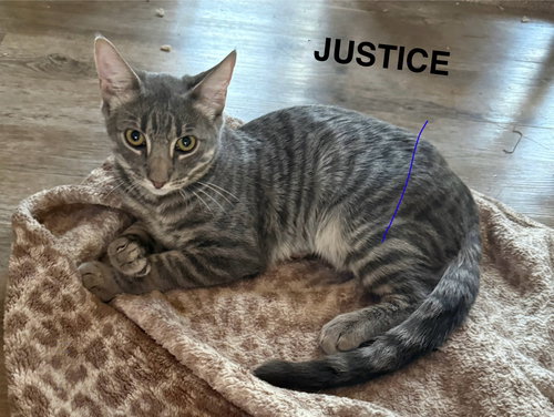 picture of the cat needing adoption