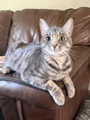 Honor - BONDED PAIR - Photo 1