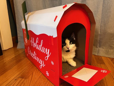 picture of the cat needing adoption