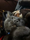 Billy - Photo 5