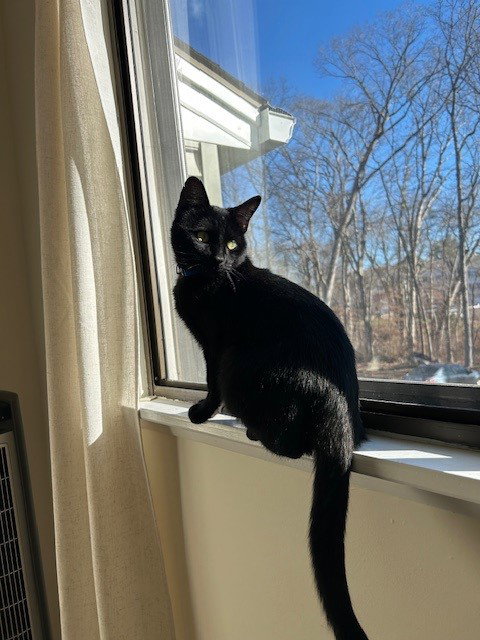 BILLY - Domestic Short Hair available for adoption