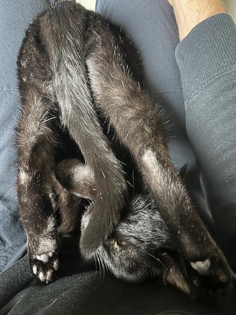 BILLY - Domestic Short Hair available for adoption