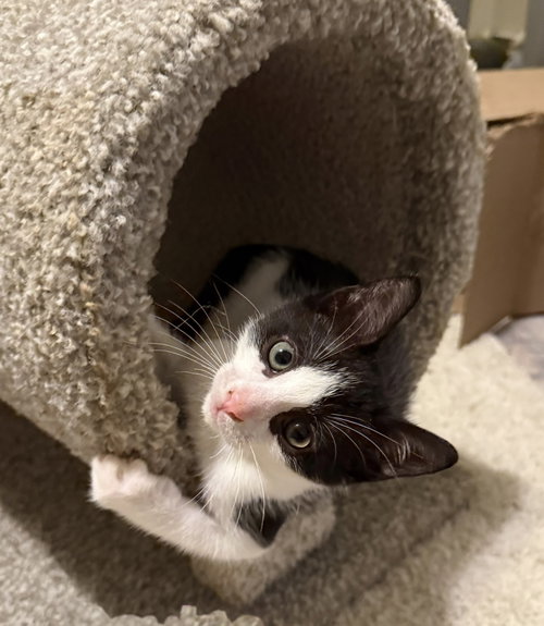 picture of the cat needing adoption
