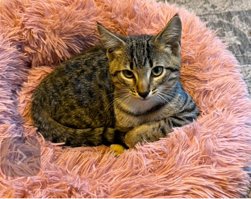 picture of the cat needing adoption