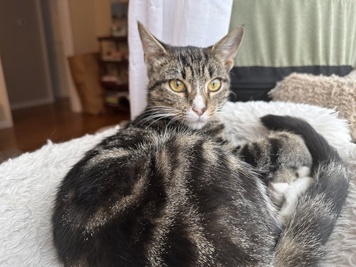 picture of the cat needing adoption