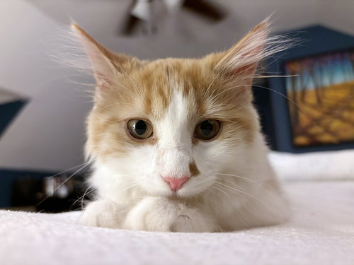 picture of the cat needing adoption