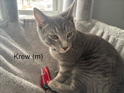 picture of the cat needing adoption