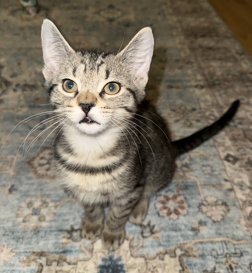 picture of the cat needing adoption