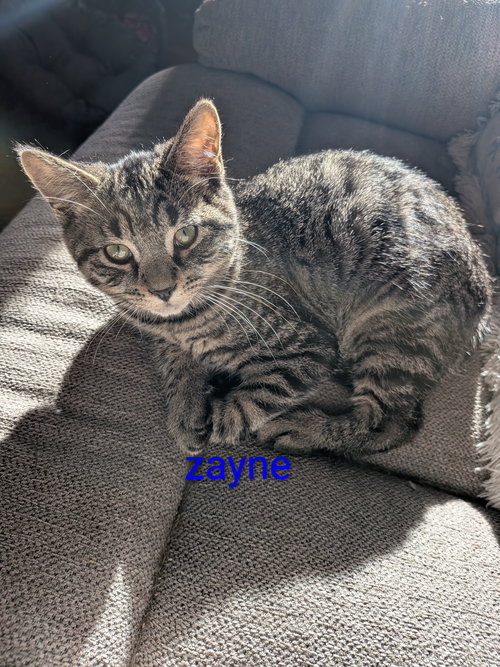 picture of the cat needing adoption