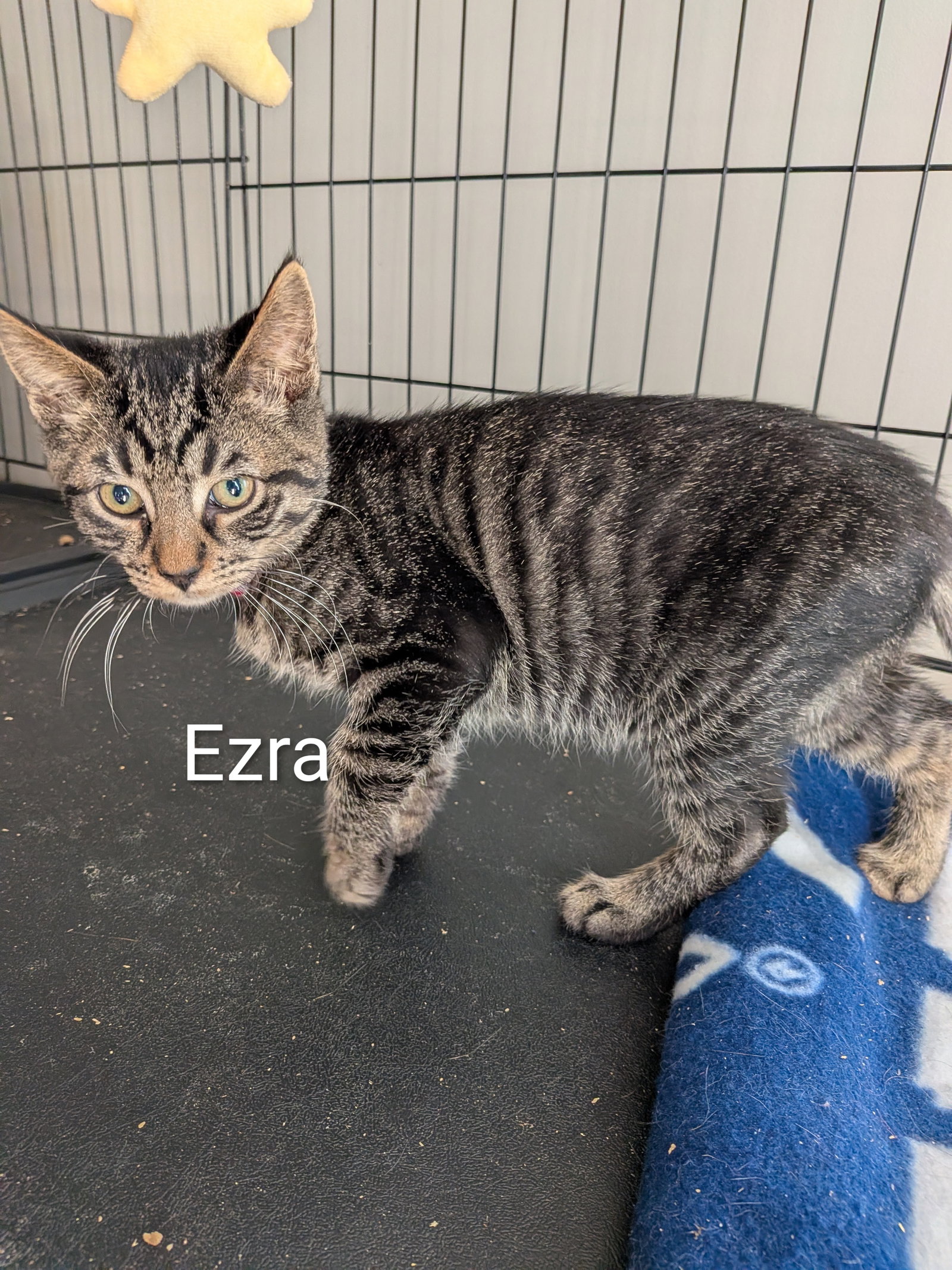 Ezra Image