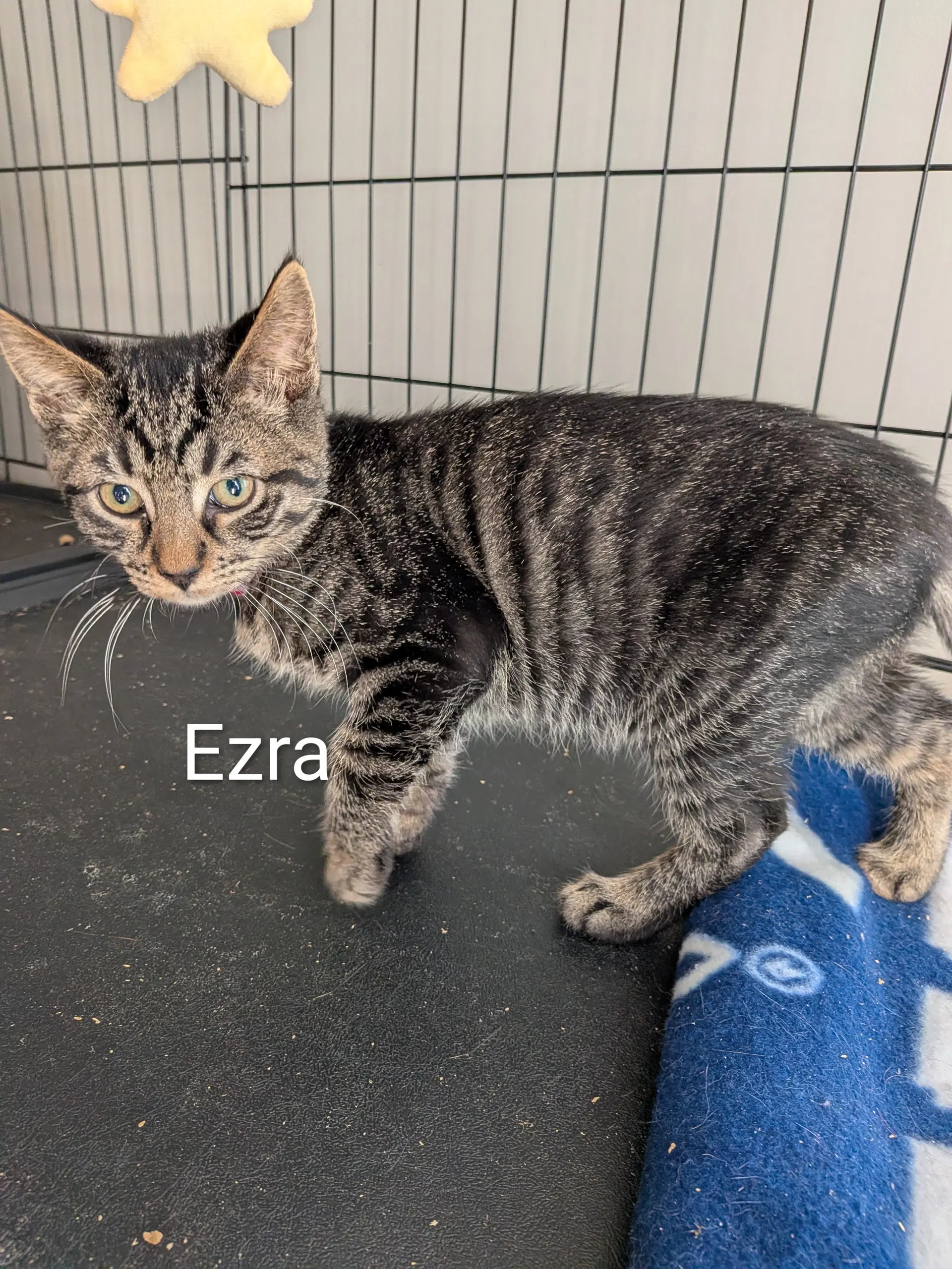 Ezra - Domestic Short Hair