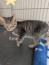 Ezra - Photo 1