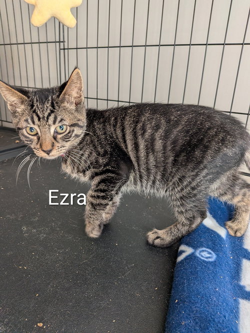 picture of the cat needing adoption