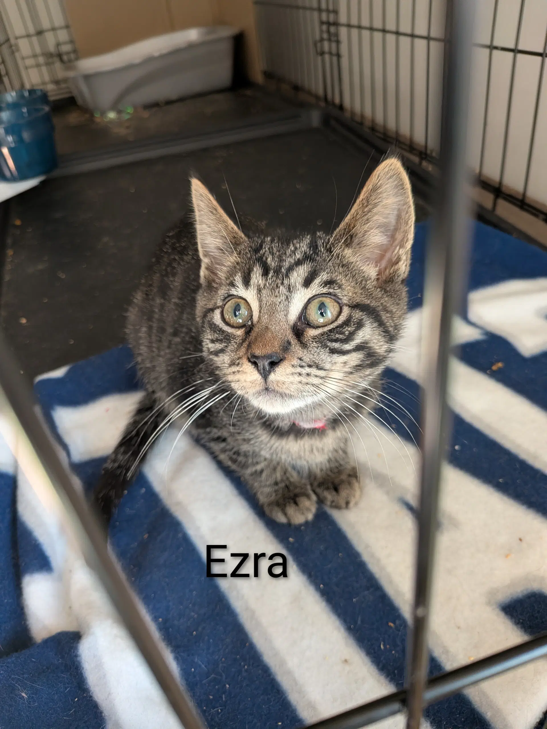 Ezra image 3