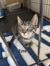 Ezra - Photo 2