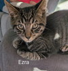 Ezra - Photo 3