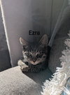 Ezra - Photo 4