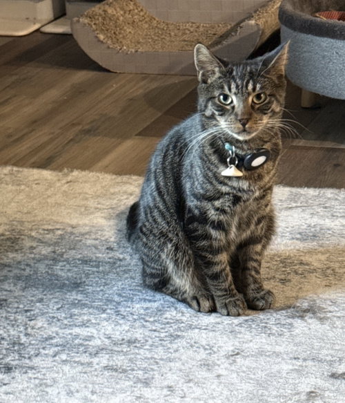 Ezra, Domestic Short Hair / Mixed (short coat)