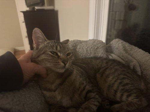 MERCEDES - Domestic Short Hair available for adoption
