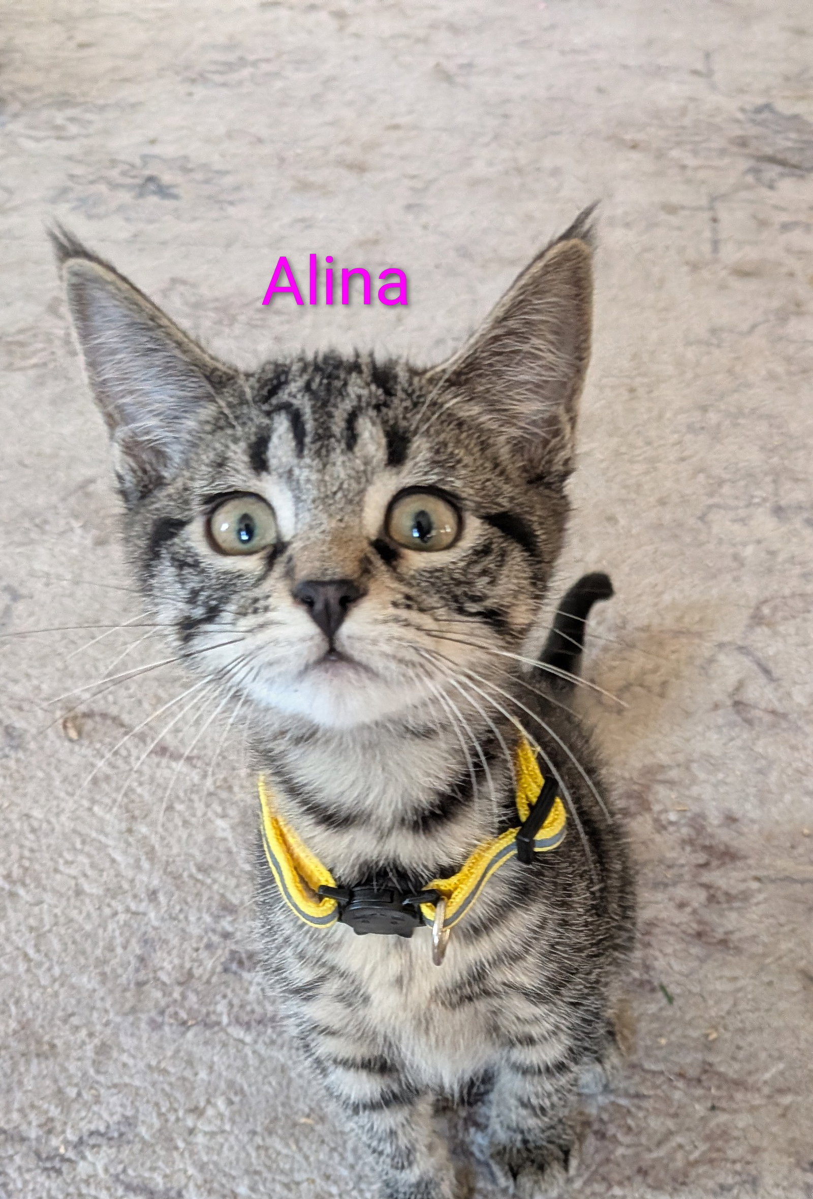 Alina Image