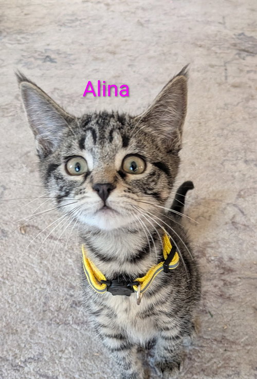 picture of the cat needing adoption