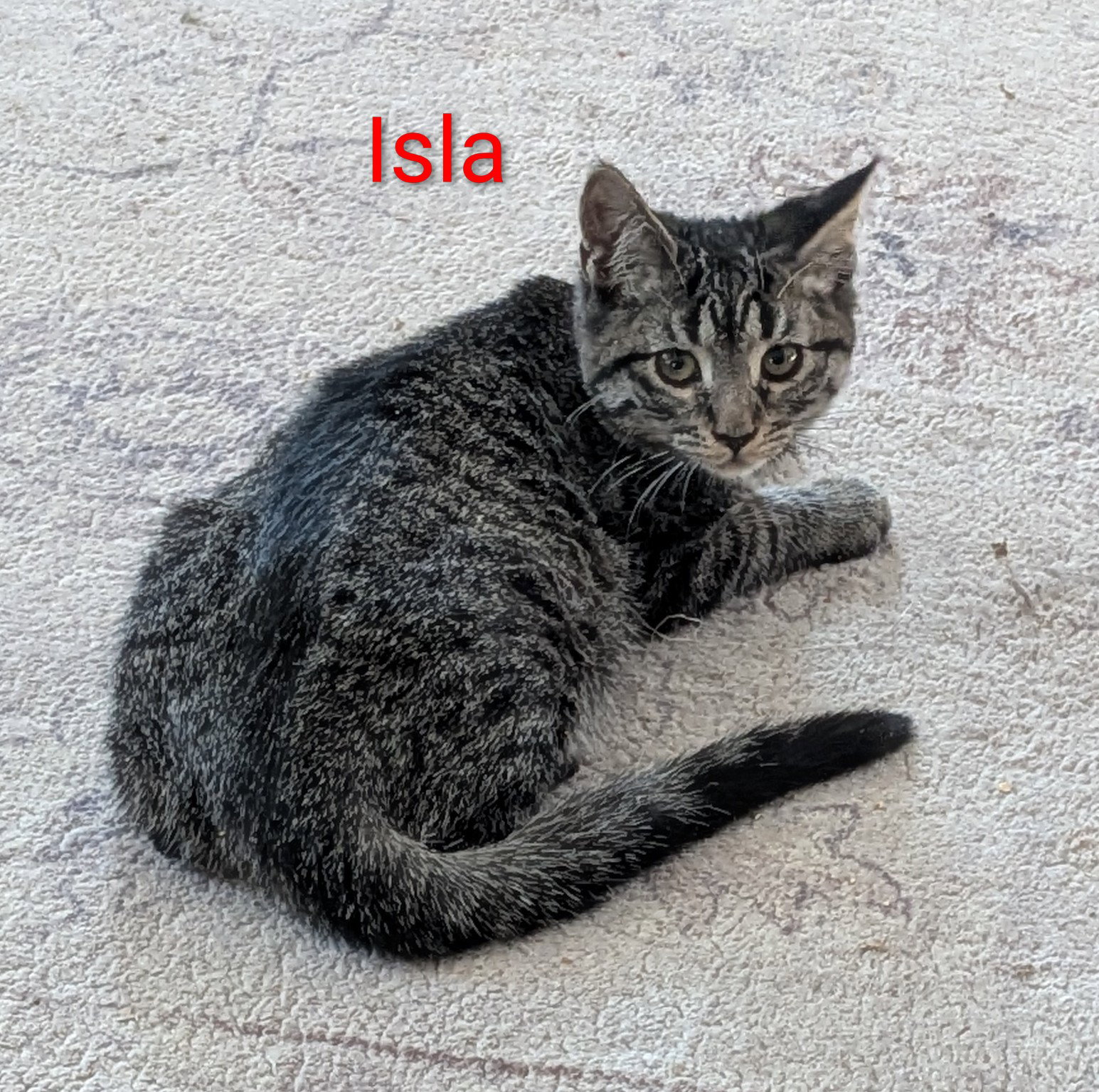 Isla Image