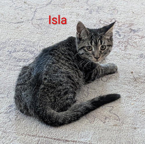picture of the cat needing adoption
