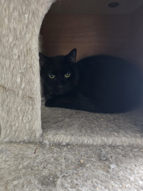 Smokey, Adult Domestic Short Hair / Mixed (short coat), cat for adoption in Westfield, Massachusetts