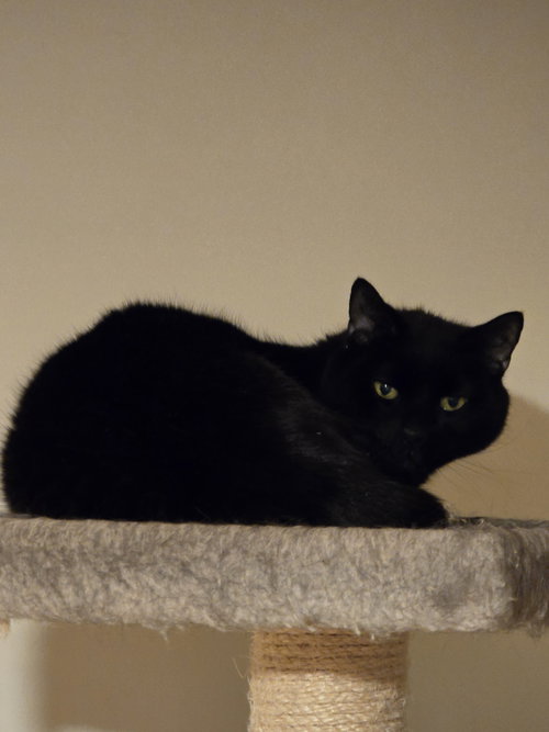 Photo 5 of Smokey
