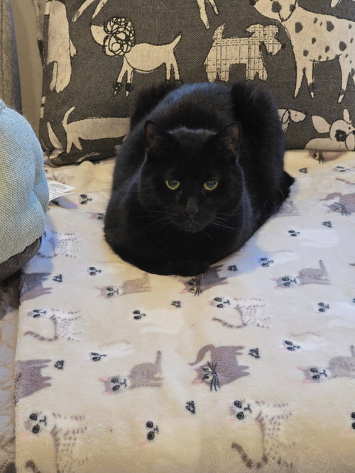 Photo 2 of Smokey