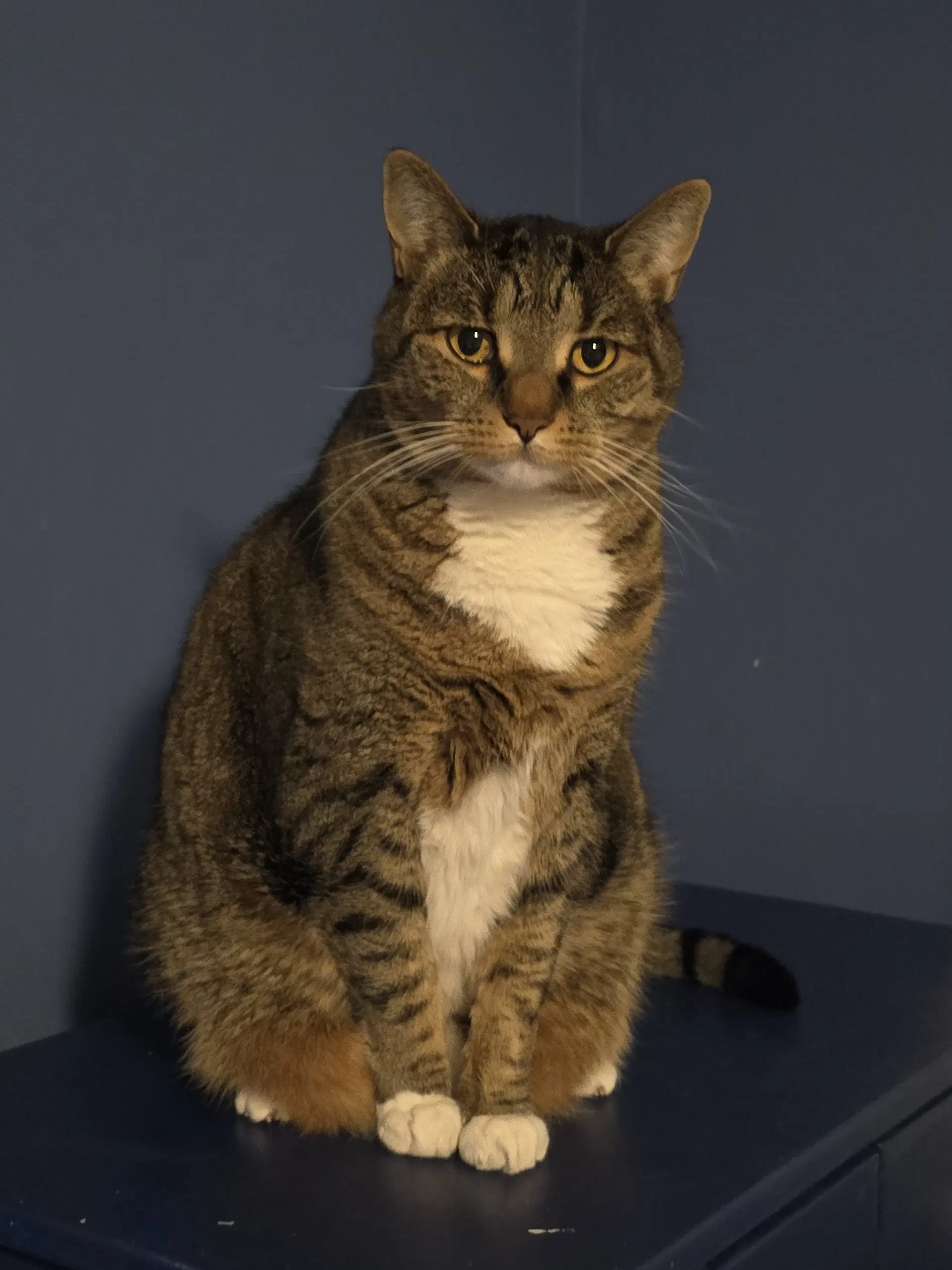 Phoebe image 2