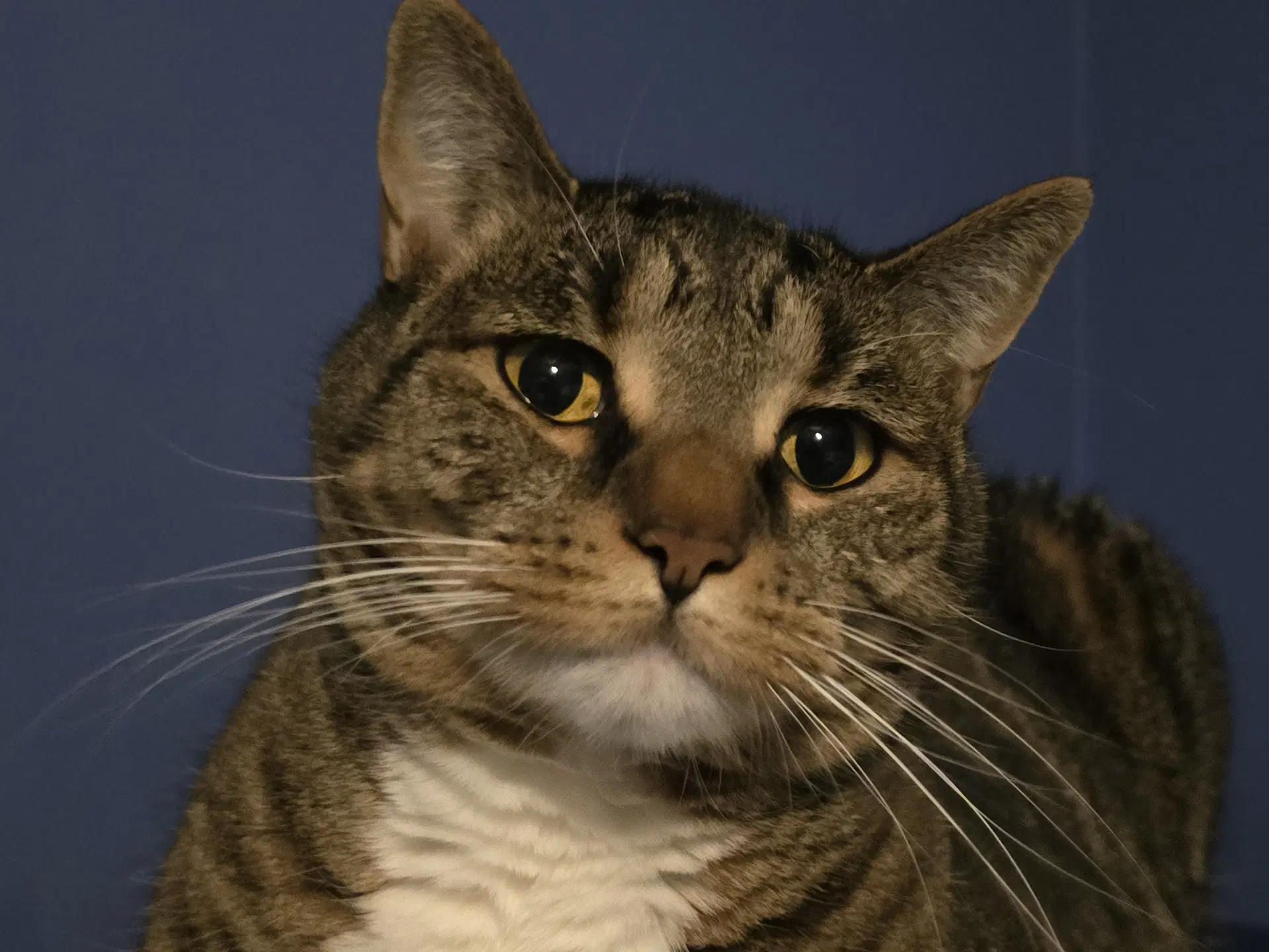 Phoebe image 3