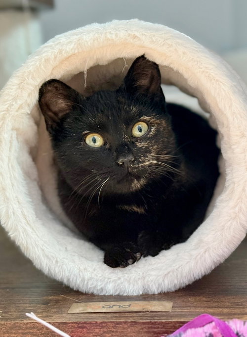 picture of the cat needing adoption