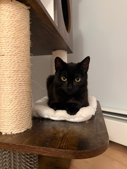 LAINEY - Domestic Short Hair available for adoption
