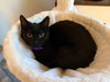 Lainey - Photo 3