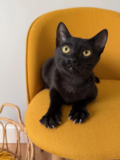 Lainey, Baby Domestic Short Hair / Mixed (short coat), cat for adoption in Westfield, Massachusetts