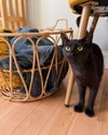 Lainey - Photo 2