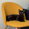 Lainey - Photo 3