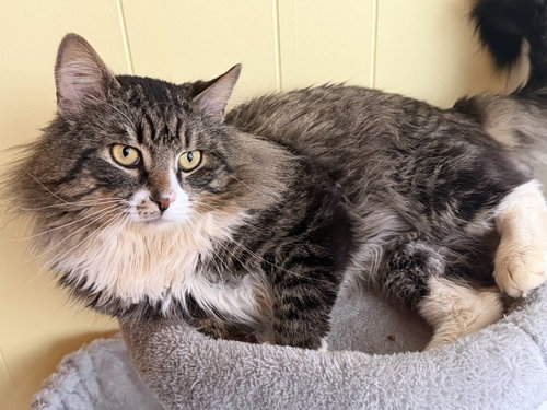 Chance, an adoptable Domestic Long Hair in Naugatuck, CT