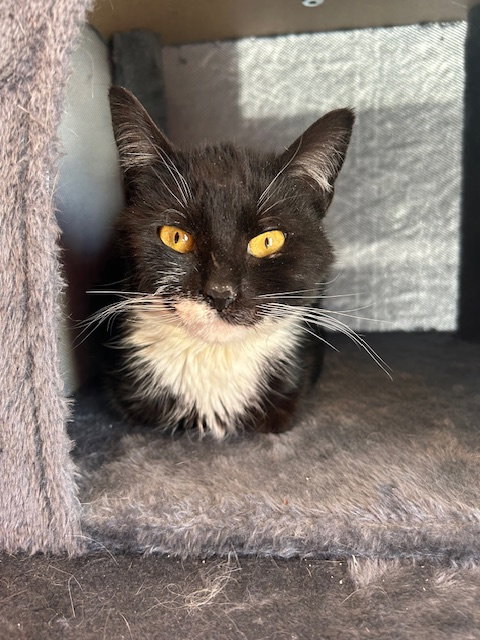 Bibi, Young Domestic Short Hair / Mixed (short coat), cat for adoption in Westfield, Massachusetts