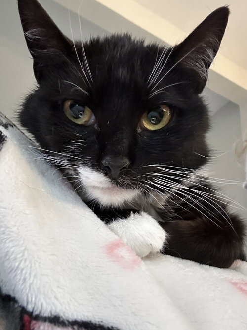 Bibi, an adoptable Domestic Short Hair in Naugatuck, CT