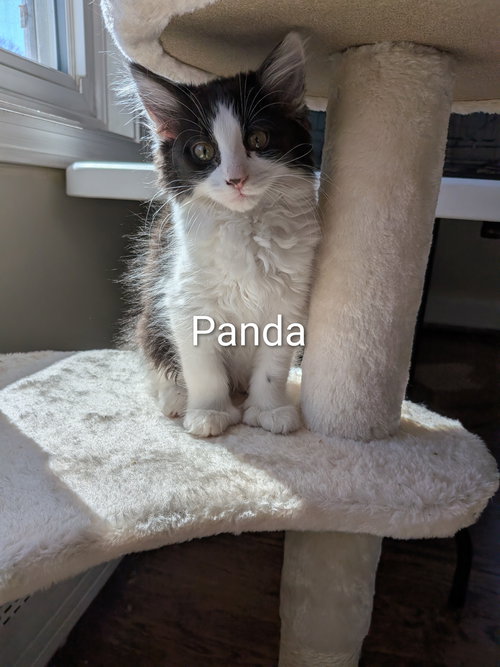 Skunk, Baby Domestic Long Hair / Mixed (long coat), cat for adoption in Westfield, Massachusetts
