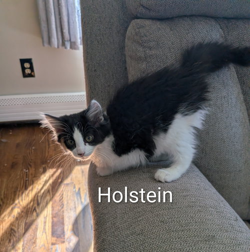 Holstein, Baby Domestic Long Hair / Mixed (long coat), cat for adoption in Westfield, Massachusetts
