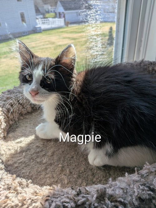 Magpie, Baby Domestic Long Hair / Mixed (long coat), cat for adoption in Westfield, Massachusetts