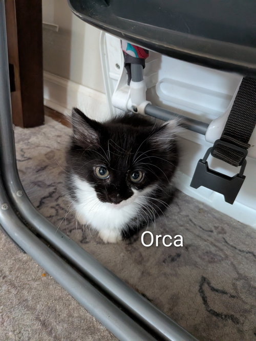 Orca, Baby Domestic Long Hair / Mixed (long coat), cat for adoption in Westfield, Massachusetts