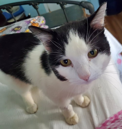 Ollie, Adult Domestic Short Hair / Mixed (medium coat), cat for adoption in Westfield, Massachusetts