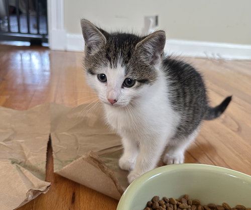 McIntosh, an adoptable Domestic Short Hair in Naugatuck, CT