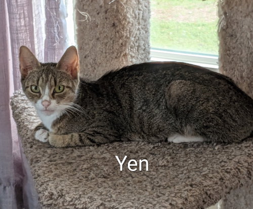 Yen, an adoptable Domestic Short Hair in Naugatuck, CT