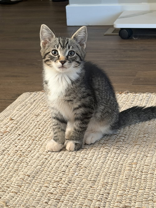 Granite, an adoptable Domestic Short Hair in Naugatuck, CT