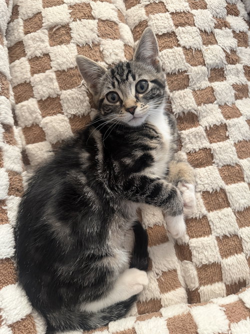 Marble, an adoptable Domestic Short Hair in Naugatuck, CT